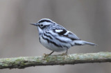 Black and White Warbler  0508-6j  Point Pelee