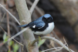 Black-throated Blue Warbler 0508-3j Point Pelee