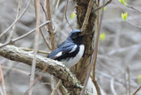 Black-throated Blue Warbler 0508-4j Point Pelee