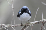 Black-throated Blue Warbler 0508-6j Point Pelee