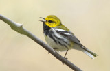 Black Throated Green Warbler  0508-2j  Point Pelee