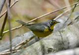 Canada Warbler 0508-1j Point Pelee