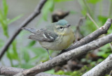 Cerulean Warbler Female  0508-6j  Point Pelee