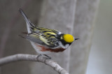 Chestnut Sided Warbler 0508-2j Point Pelee