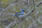 Northern Parula 0508-6j Point Pelee