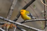Prothonotary Warbler 0508-5j Point Pelee