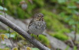 Swainsons Thrush  0508-2j  Point Pelee