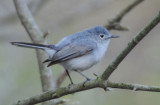 Blue-gray Gnatcatcher  0508-2j  Point Pelee