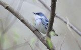 Cerulean Warbler 0508-2j Point Pelee