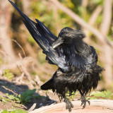 Raven grooming