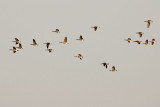 Geese over the Moose River 2008 September 24th