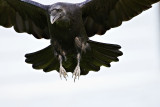 Raven overhead, reflection from lawn on underside