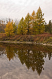 Tamarack trees reflected in the Englehart River at Kapkigiwan