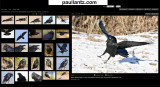 Ravens Gallery on paullantz.com where I put most of my newer pictures