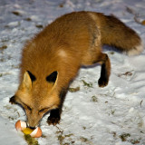 Fox eating egg