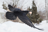 Egg carrying raven, close shot, done with 105mm lens on full frame camera (cropped a bit!)