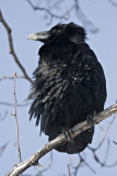 Raven in tree, fluffed up.