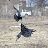 Raven leaping up while being harrassed by crow