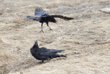 Raven being harrassed by crow