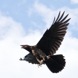 Juvenile raven in flight (from cropped image)