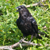 Raven on branch