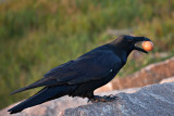 Raven on rock with brown egg