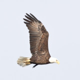 Bald eagle, in flight, wings up