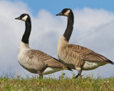 Two geese at top of river bank