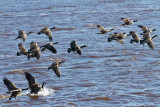 Geese over the river flying and landing 2010 October 4