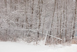 Snow covered trees 2010 November 23rd