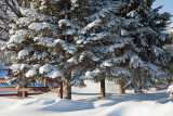 Evergreens and snow 2010 Dec 15
