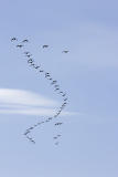 Noon geese over the Moose River June 13, 2006