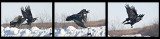 Ravens flying with eggs
