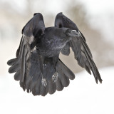 In flight, both wings bent and pointing down