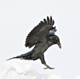 About to land