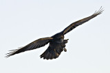 Raven turning in flight, body angled, wings extended, shortly before sunset