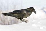 Raven standing on edge of snowbank