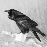 Raven on chunk of snow, chuffed up