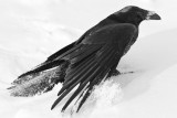 Raven using tail and wings for balance while walking