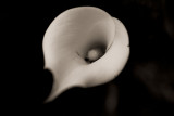 05302008-018