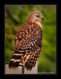 Red-Shouldered Hawk on Sign