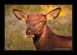 Young Elk