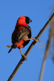 Red Bishop