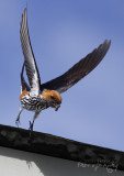 European Swallow