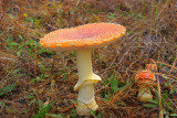 Toadstool on Property, 11-13-2008