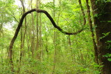 Near My House, 4-27-2009 (#3)