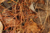Water Drops/Cobwebs/Macro, 4-29-2009