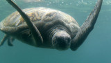 Tortue aux Seychelles ? Non, sur l'île de la Réunion !