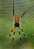 Arraignée en Amazonie ? Non, sur l'île de la Réunion !