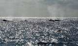 Baleines  bosse au Canada ? Non,  lle de la Runion !